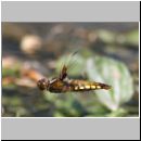 Libellula depressa - Plattbauch w07.jpg